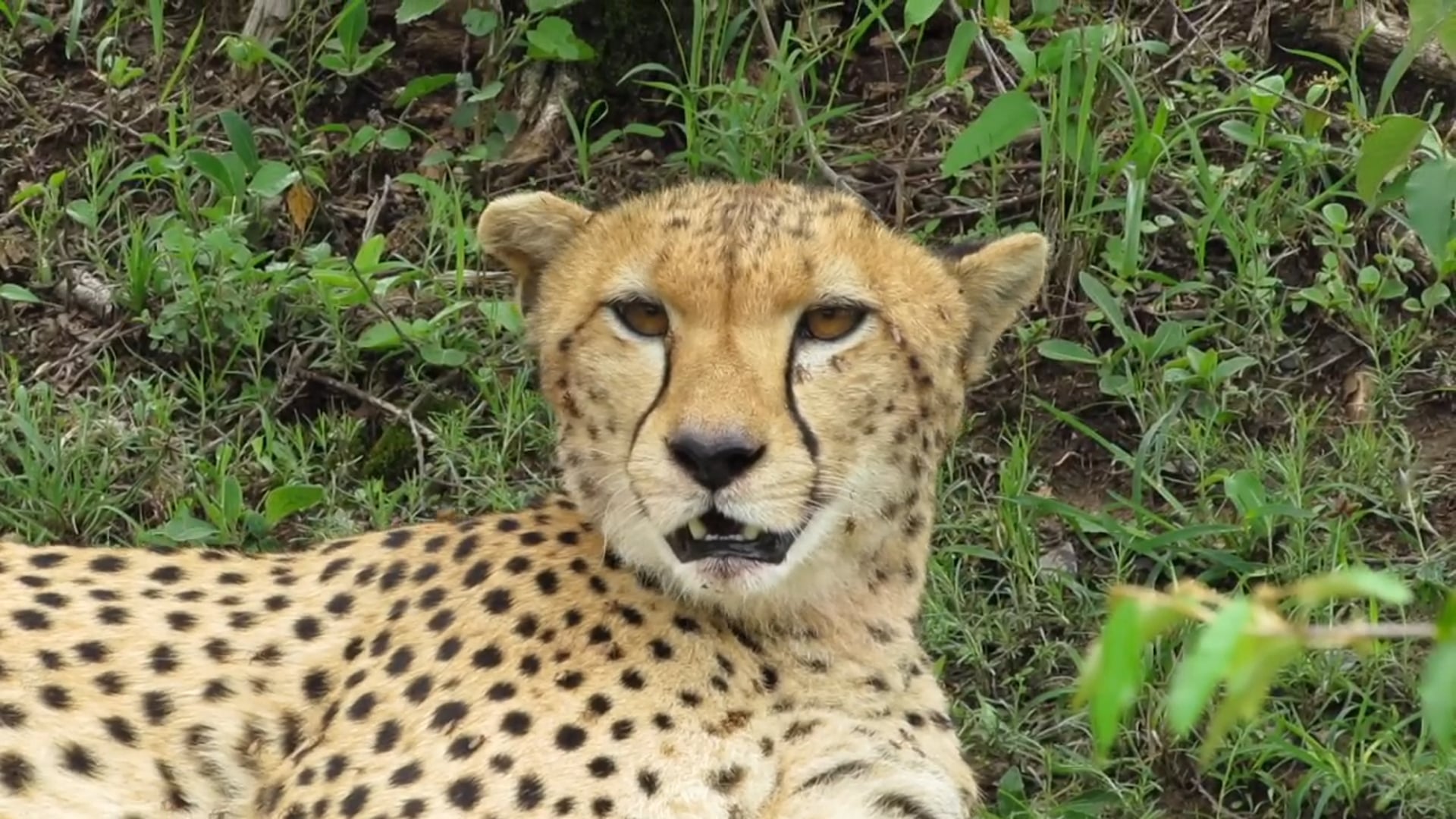 Naboisho Conservancy Sightings