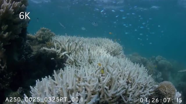 Coral Bleaching 2016 2 6k
