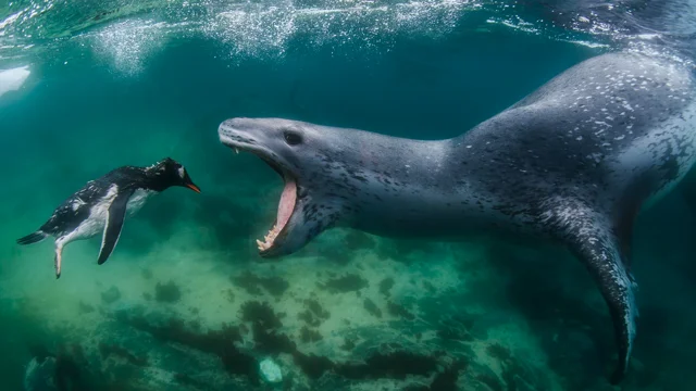 scary leopard seal