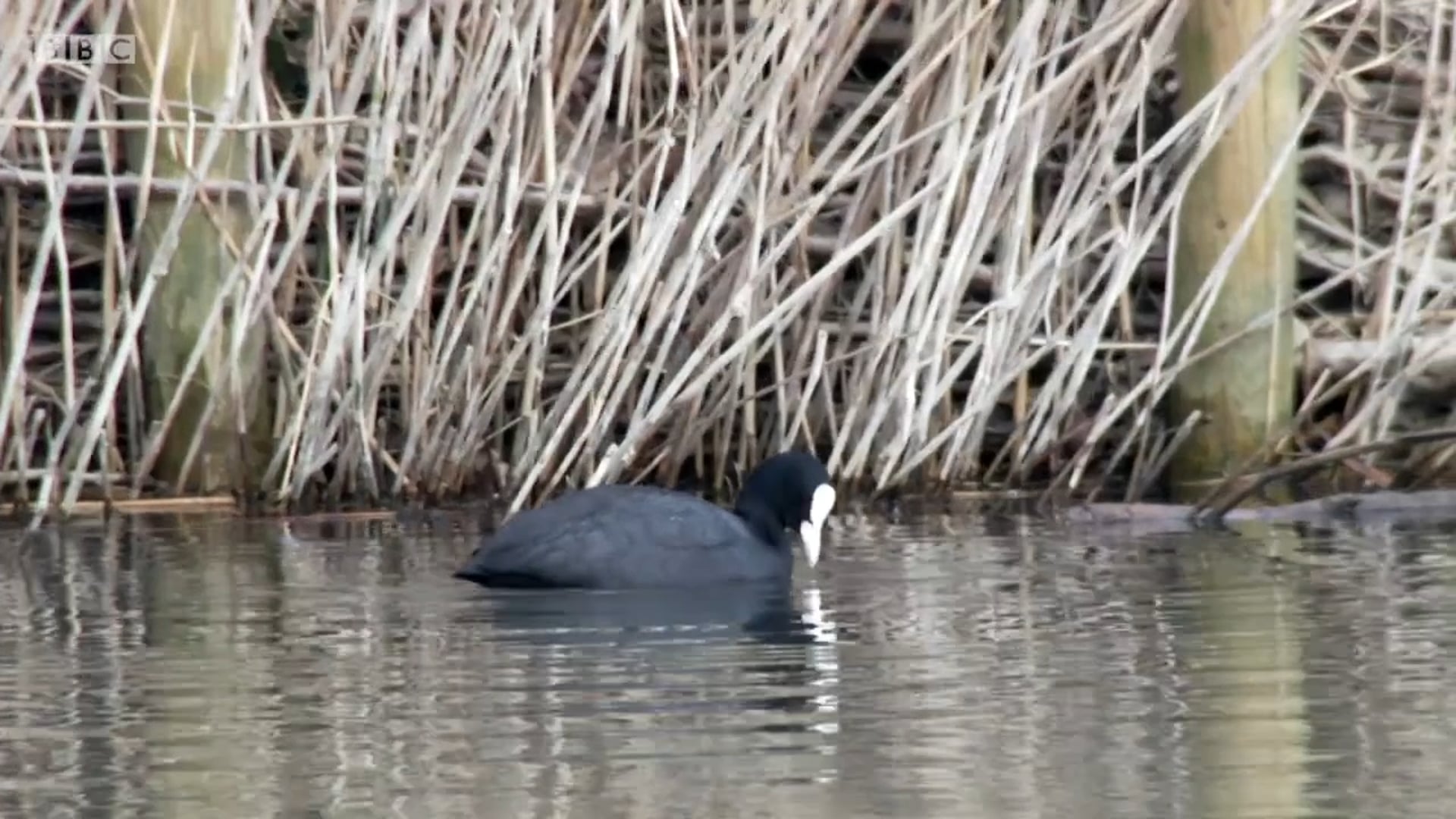 Cameraman  - URBAN OASIS 2016