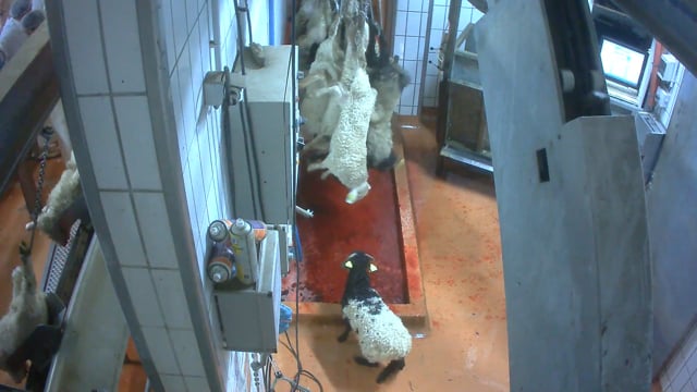 Abattoir made in France – agneaux et veaux – Mauléon-Licharre