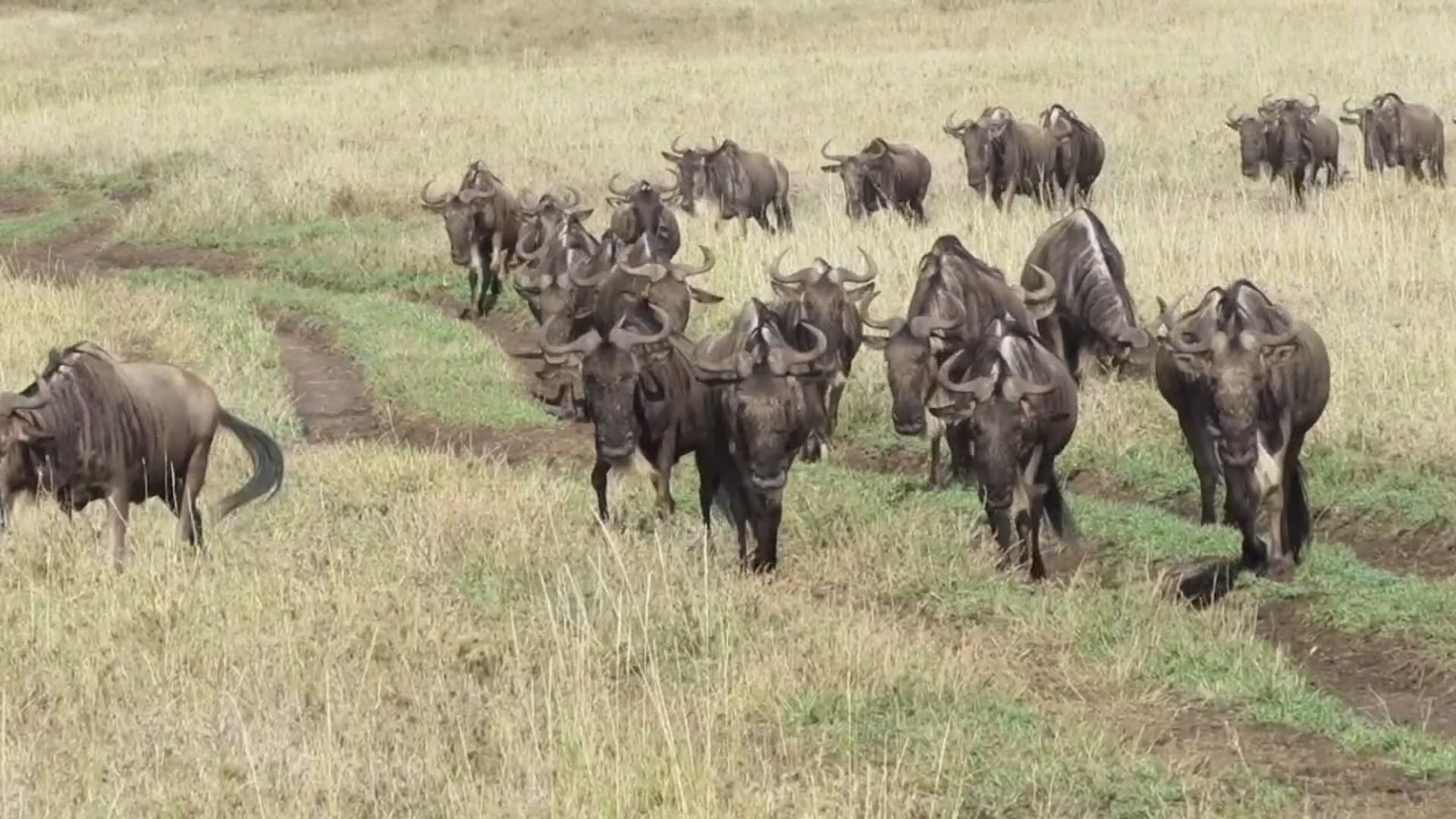 Great Migration