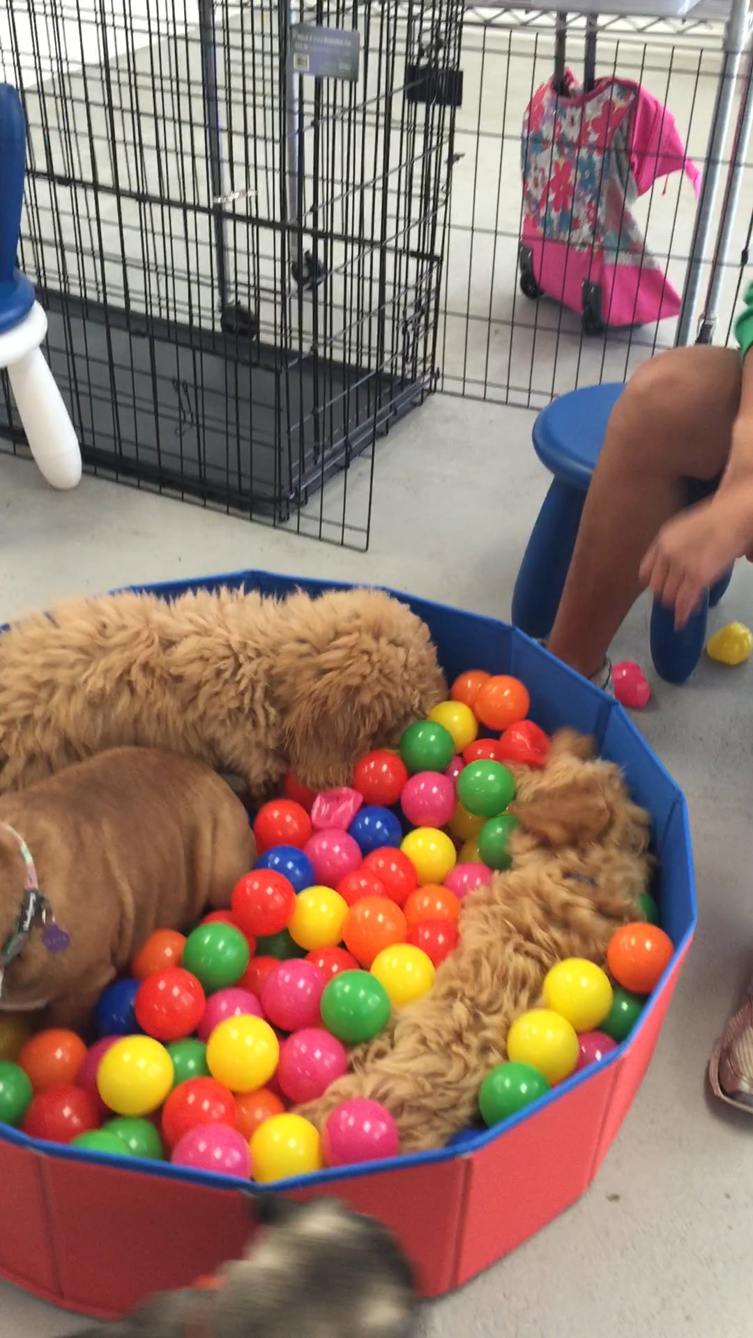 SmartyPup rolling in fun and puppies! on Vimeo