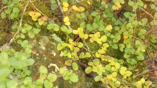 Waterfalls Cafe & Gallery