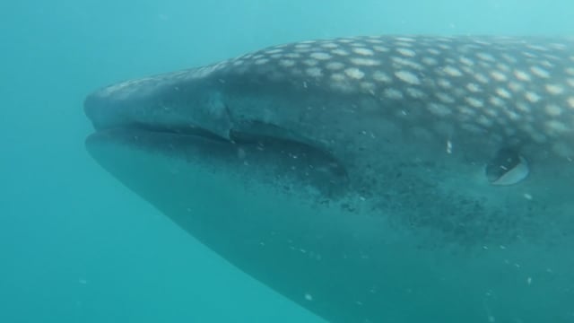 WhaleShark