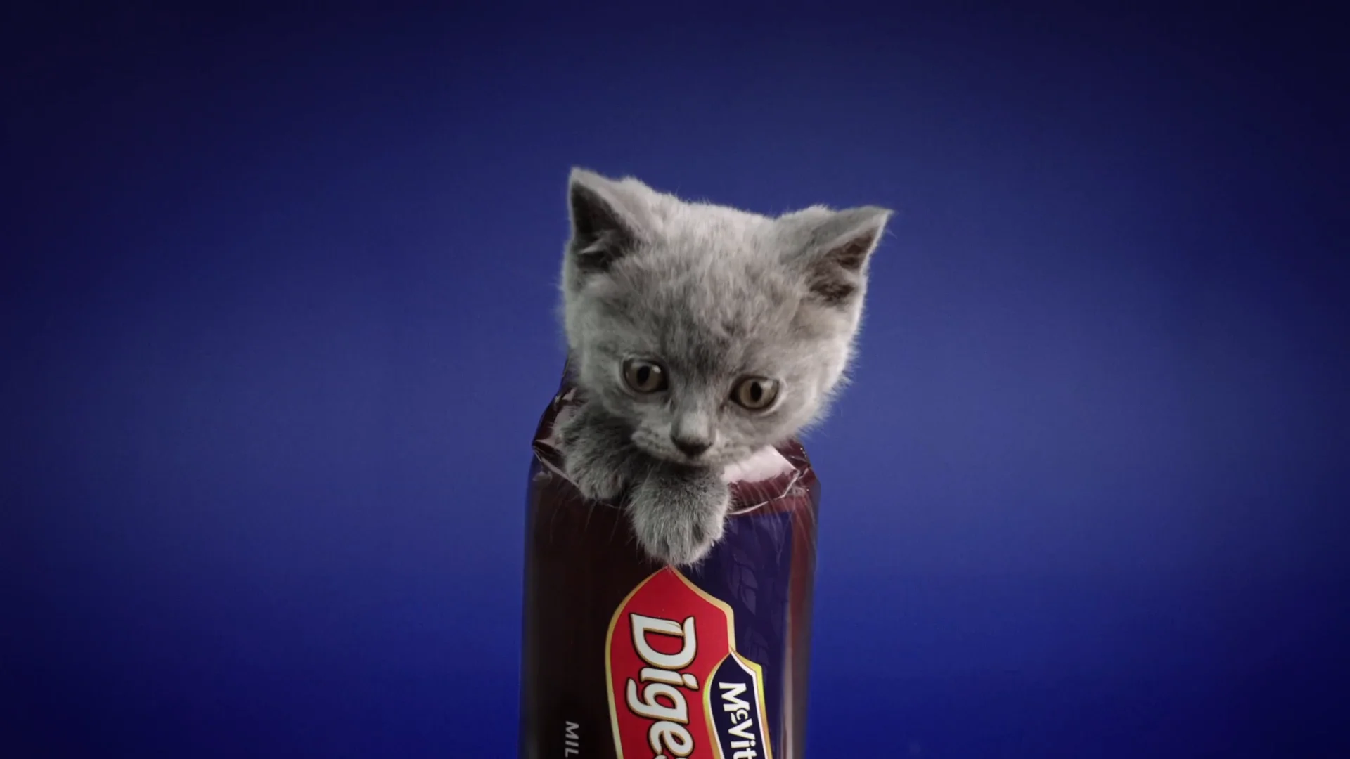 Mcvities advert best sale kittens breed