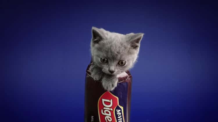 Mcvities advert 2024 kittens breed