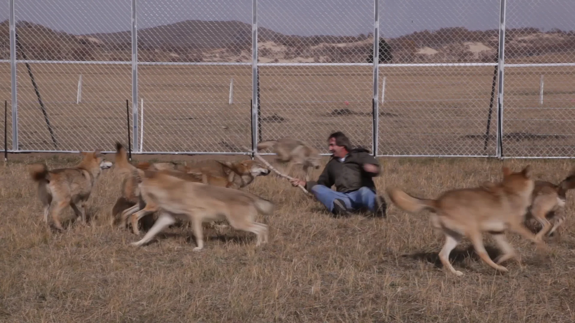 Instinct Spotlight - Wolf Training on Vimeo