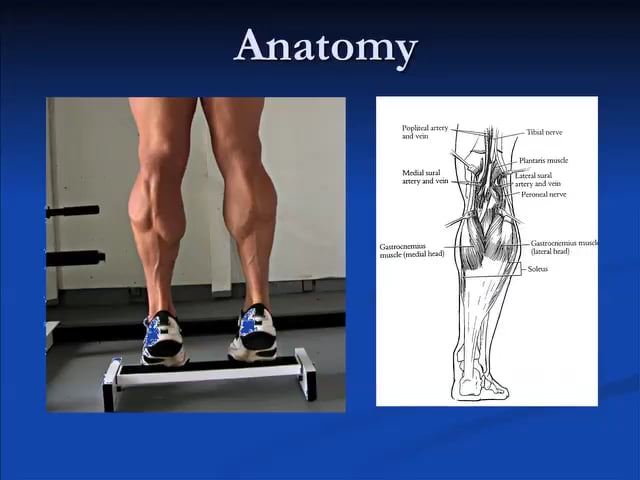 Medial Gastrocnemius Muscle Flap - Robert Ostrum, MD on Vimeo