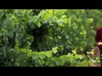 wine article Rioja Terroir Video Education