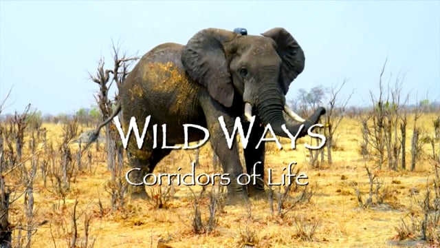 Wild Ways - Corridors of Life
