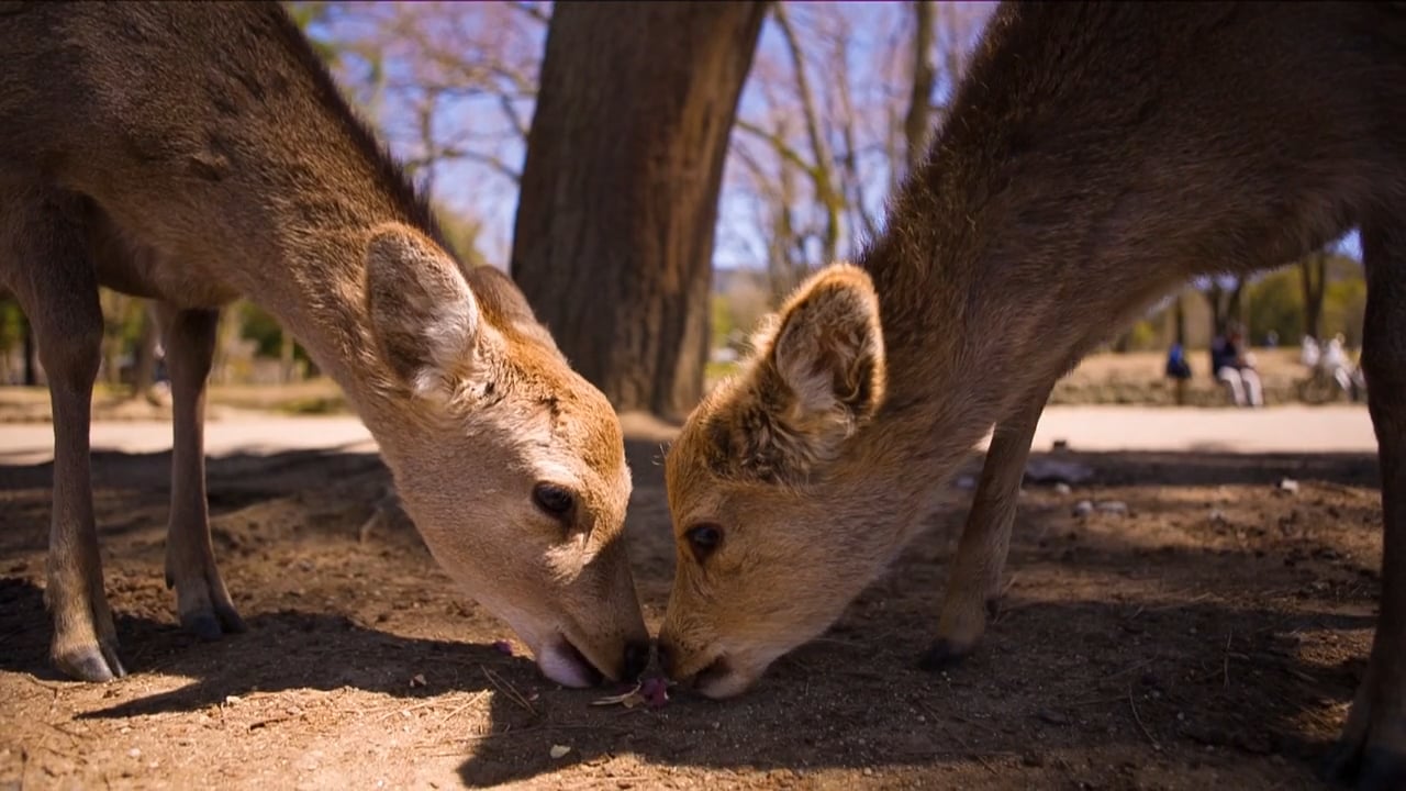 Wonderful Japan on Vimeo