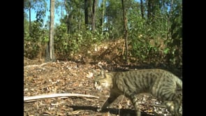 Impact of feral cats in Kakadu National Park – Part Two – Danielle Stokeld
