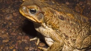 Impact of feral cats in Kakadu National Park – Part One – Graeme Gillespie