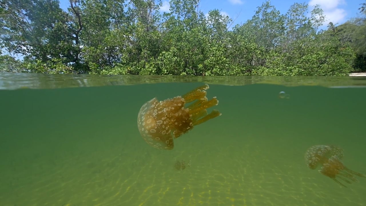 Jellyfish in the mangroves of Mafia Island