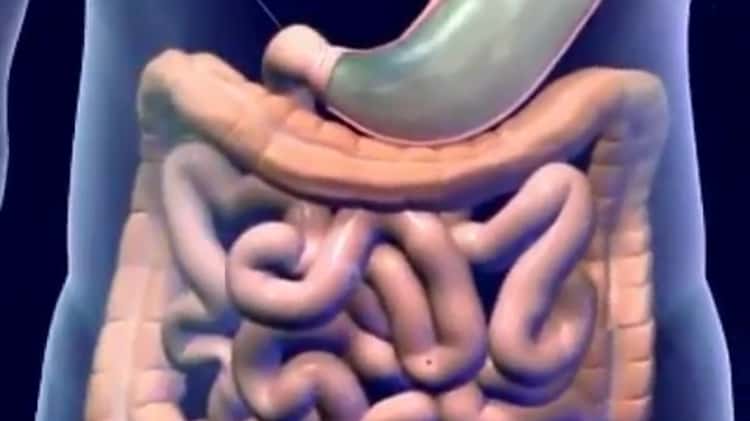 digestive system gif