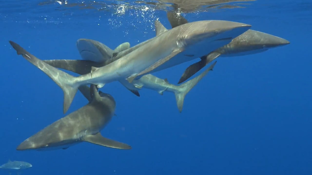 Silky shark snorkel