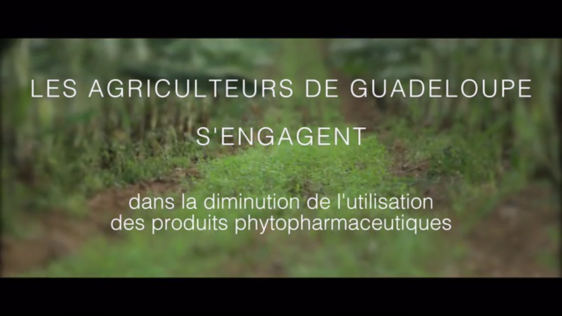 ECOPHYTO VERSION COURTE