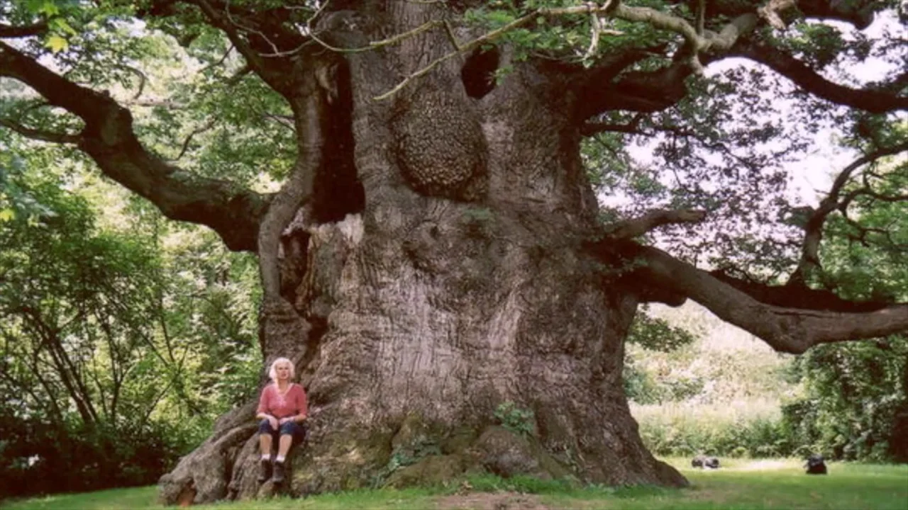 Каштан долгожитель. Наидревнейший дуб. Дуб парк фредвилл, нонингтон, великобритания. Старейший дуб в мире. Старейший дуб в мире.