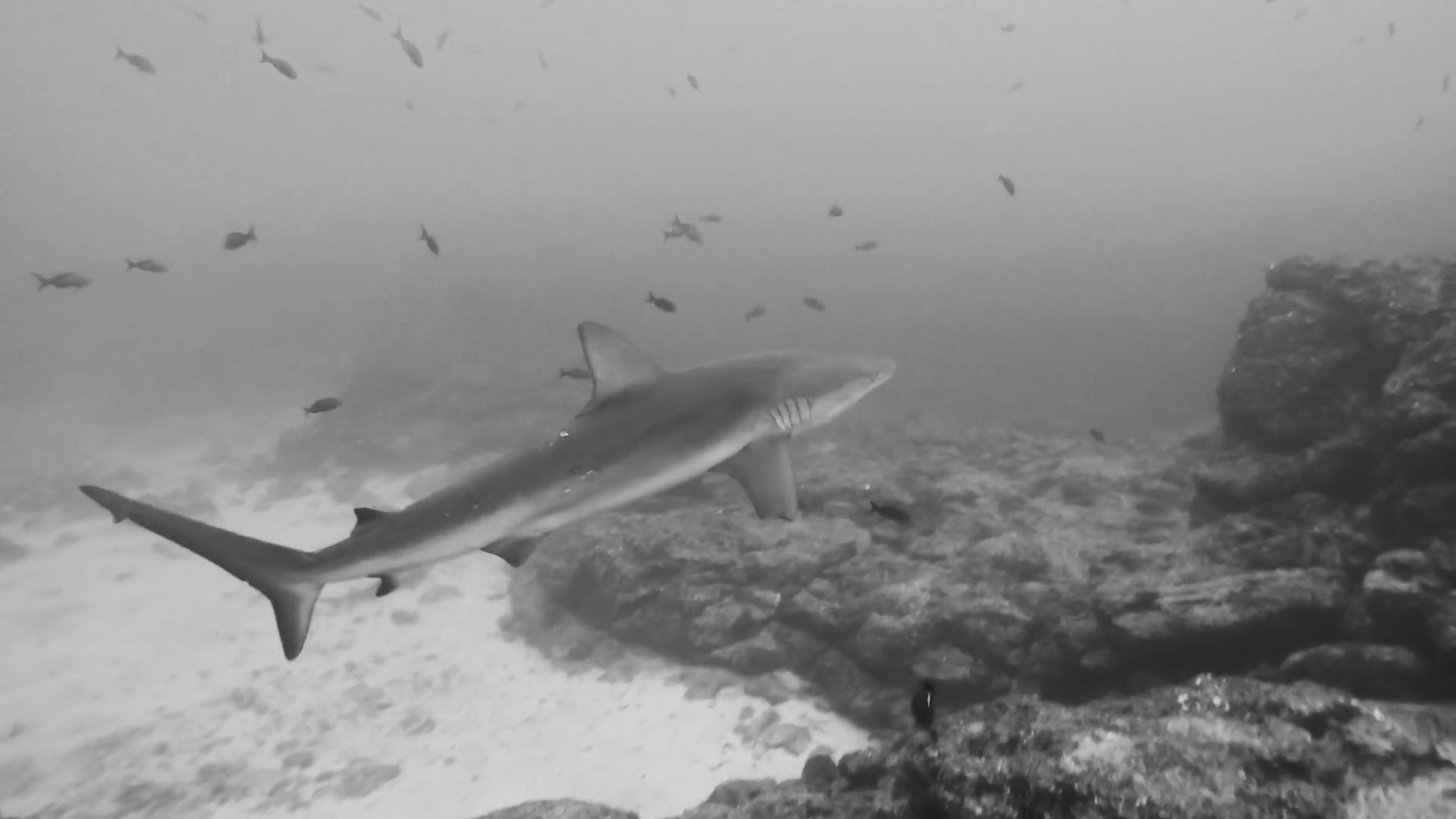 Galapagos Sharks On Vimeo