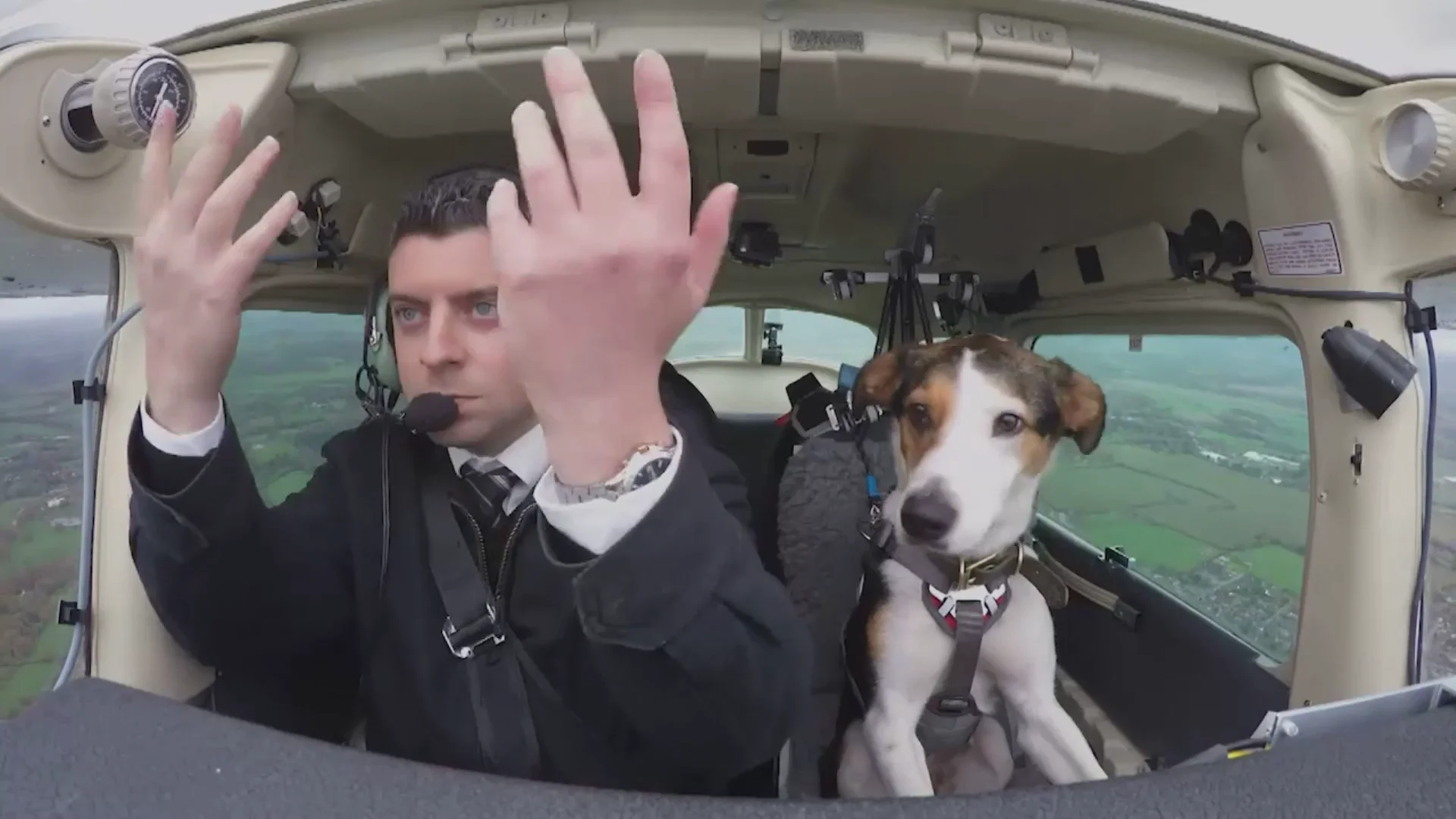 Dogs might fly sales watch online