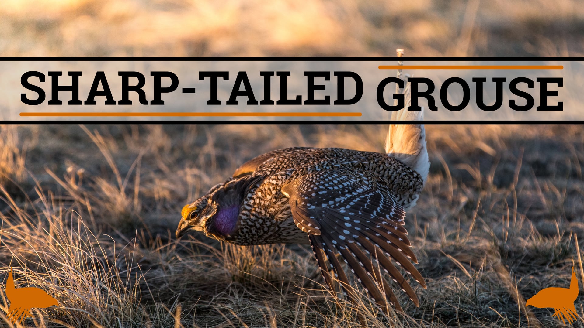 SHARP-TAILED GROUSE