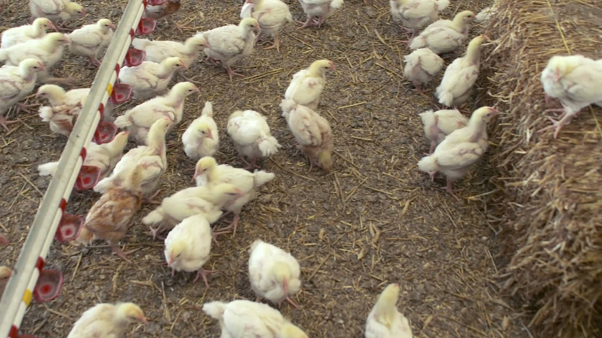 Chicken Welfare Rspca And Rspca Assured Are Making A Difference On Vimeo