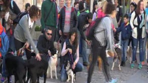 Exposició i caminada solidàries amb l'Anxova Peluda