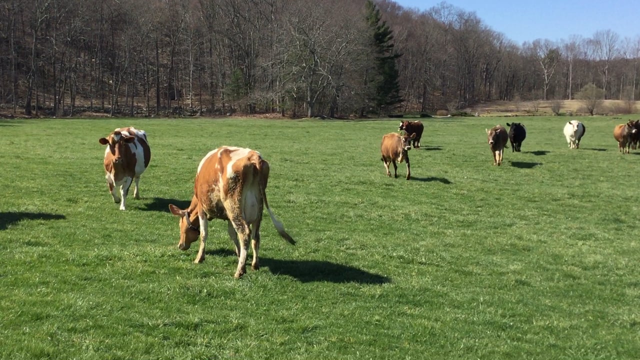 Happy Cows--spring pastures are ready!