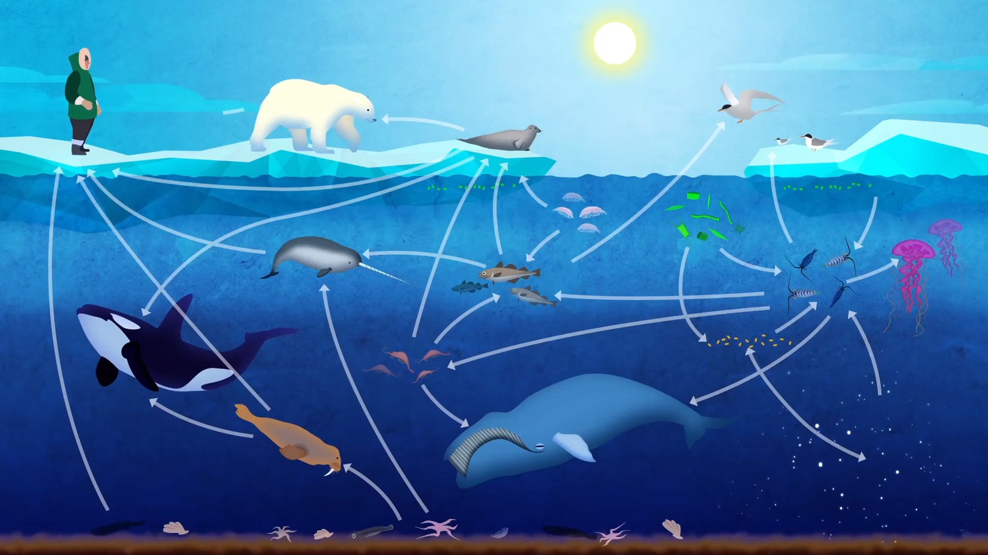 Экосистема океана