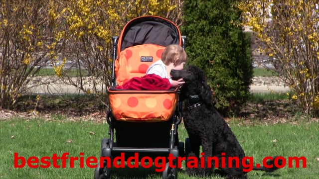 Puppies and Babies