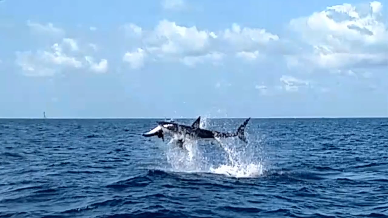Shark Eating Sailfish - Mako Attacking Sailfish - Captain Bouncer Smith - Bouncer's Dusky 33 - Hometown Realty