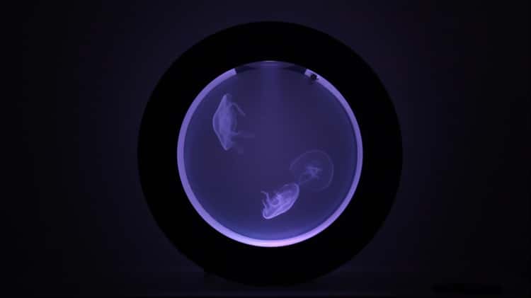 Orbit 20 hot sale jellyfish tank