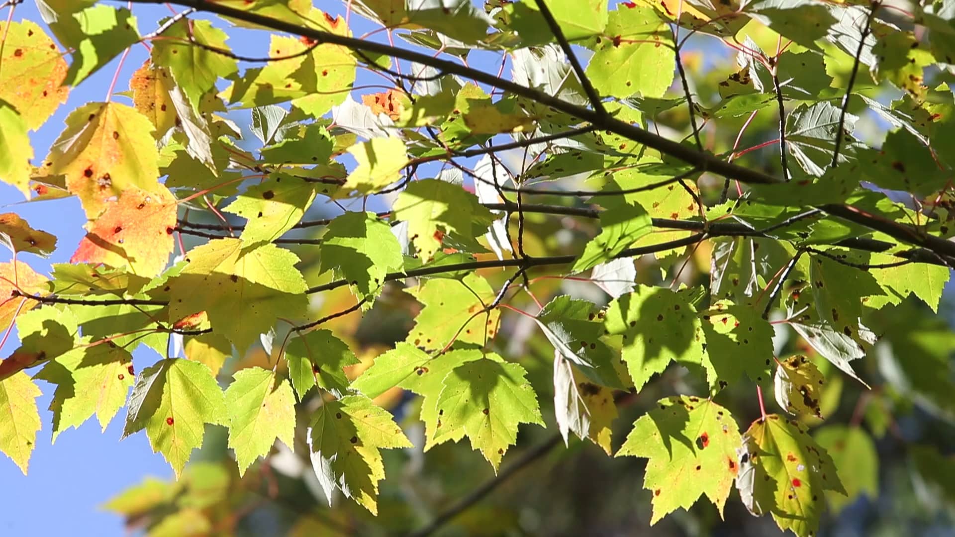 NCC Egmont Bay, PEI on Vimeo
