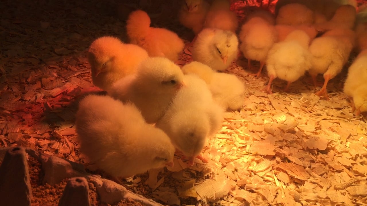 April 2016--Cheeping Chicks at New Pond Farm