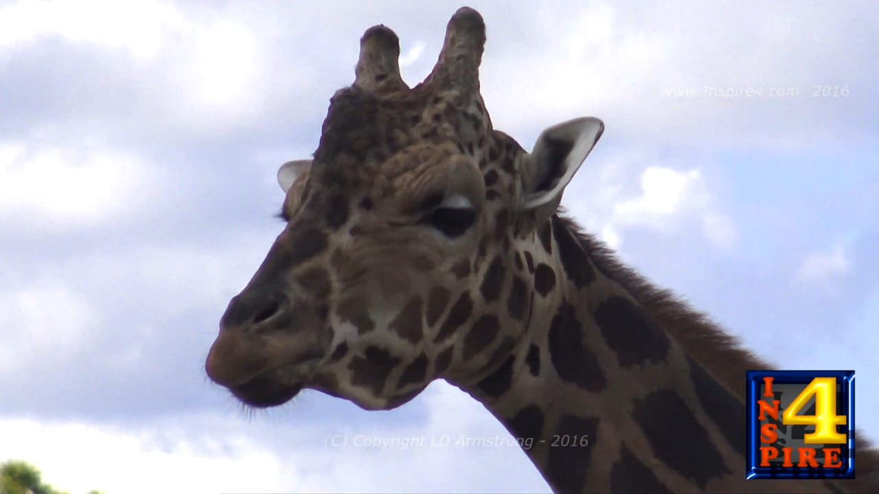 The Giraffe Why So Unique?