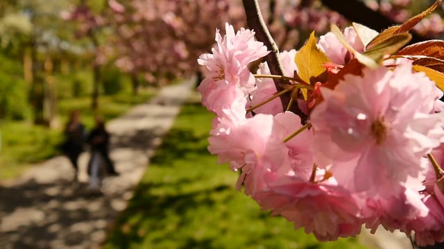 Japanische Kirschbaumblüte im Görlitzer PArk