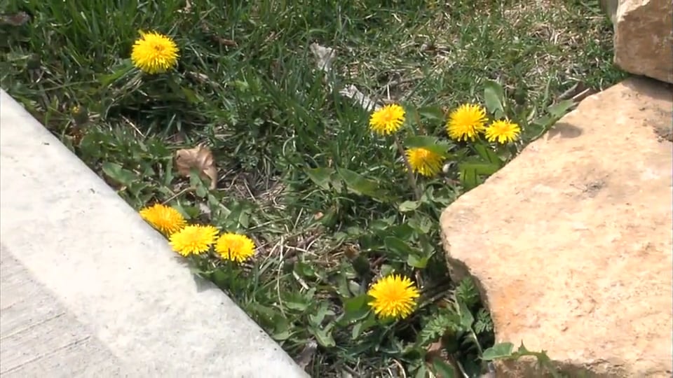 Tips from Toby – Getting Rid of Those Dandy Dandelions!