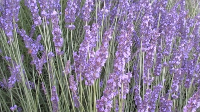 Lavender, Flower, Purple, Herb