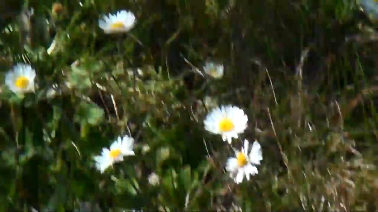 La multiplication des pâquerettes / The miracle of the daisies on Vimeo