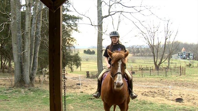 Horse Showing SAE