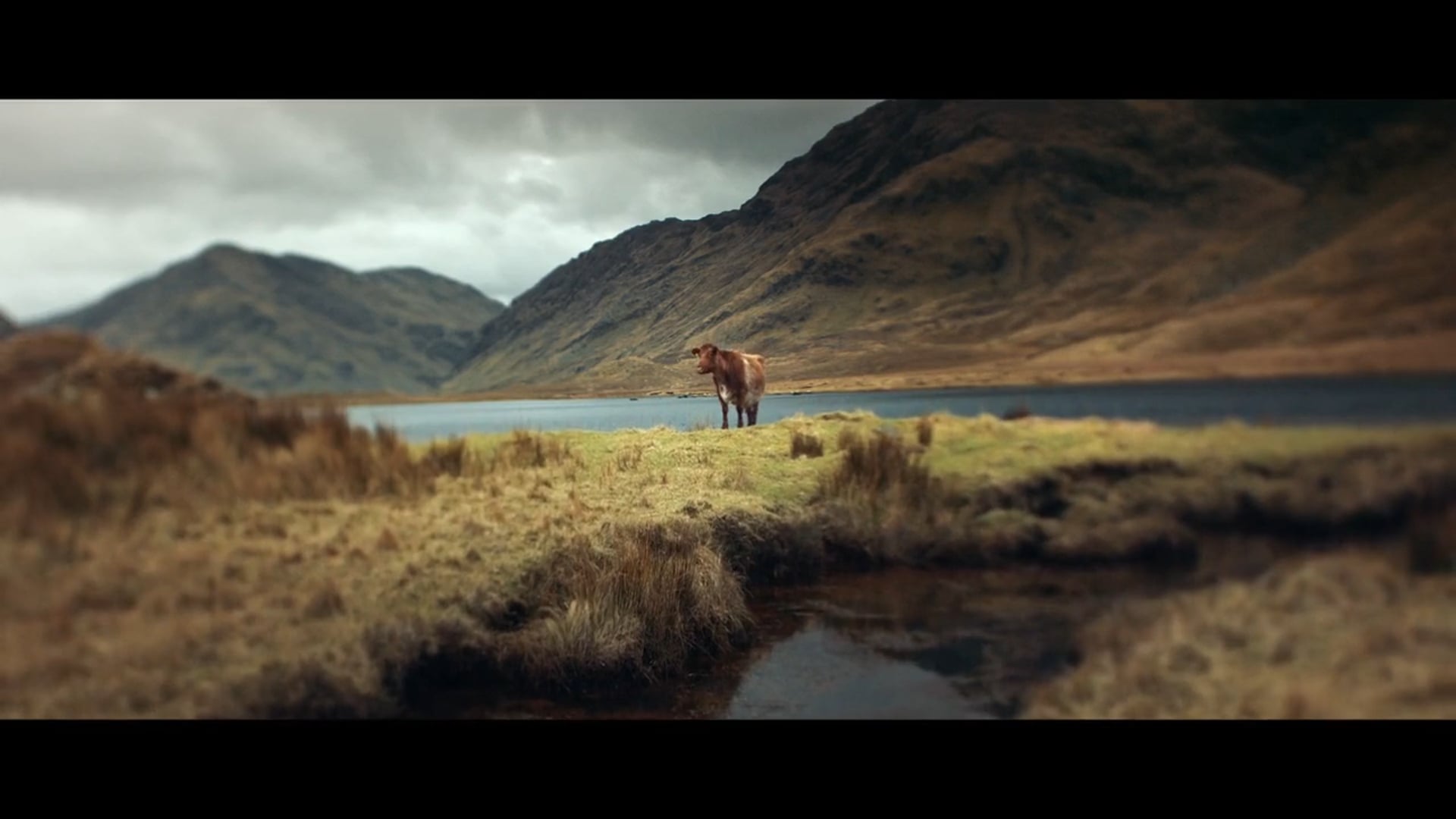 colourtrend "colours of ireland"