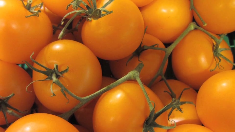 Tips from Toby – Toby’s Perfect Tomato Program