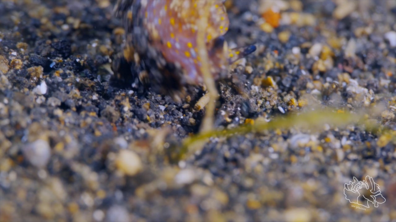 Critters of the Lembeh Strait | SEA WARS - The Skeleton Shrimp strikes back