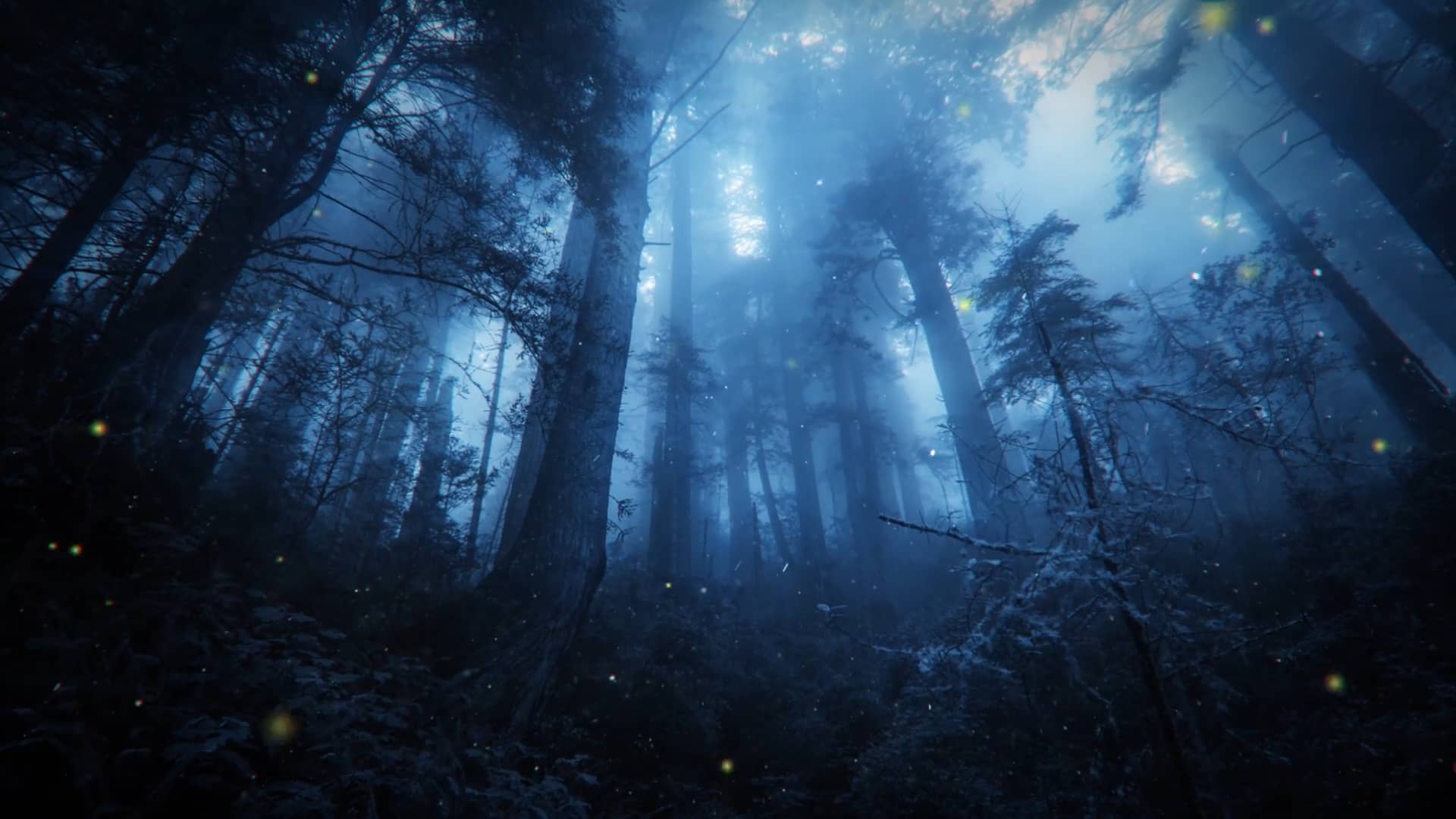 The forest on Vimeo