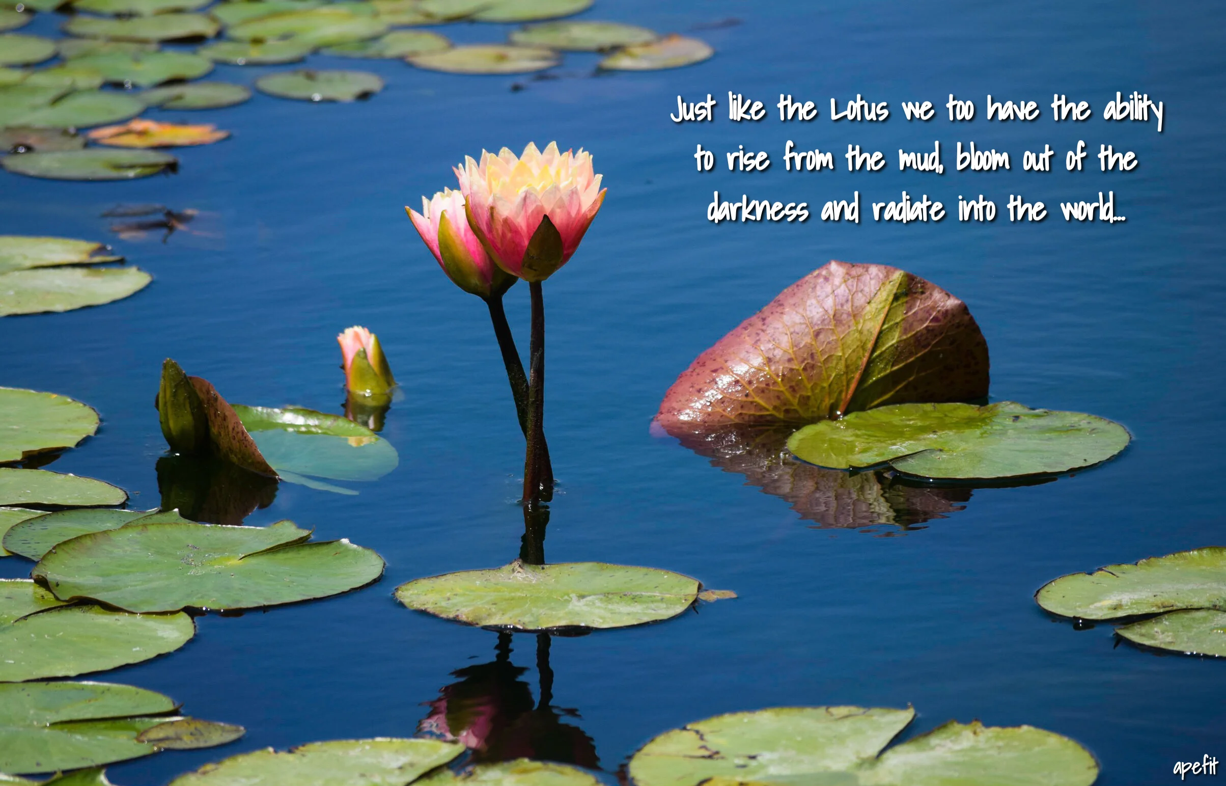 Just like the Lotus we too have the ability to rise from the mud, bloom ...