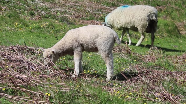 13 sheep. Овечка видео. Шуба из детенышей овцы. Потомство от козы и барана. Детеныш овцы как называется детеныш.