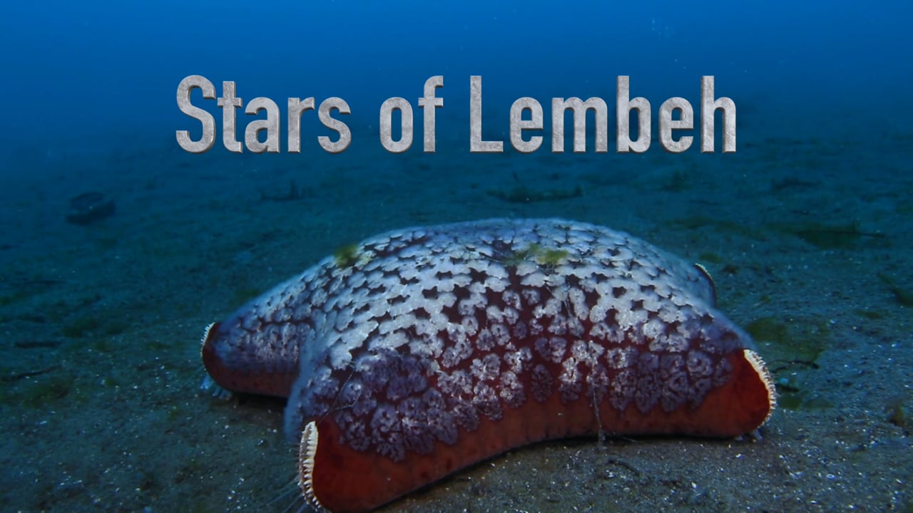 Critters of the Lembeh Strait | Episode 23 - 2015 | Stars of Lembeh
