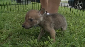 Baby Coyotes Update 2