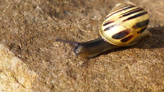 100+ Free Invertebrate & Light Videos, HD & 4K Clips - Pixabay 100+ Free Invertebrate & Light Videos, HD & 4K Clips - Pixabay